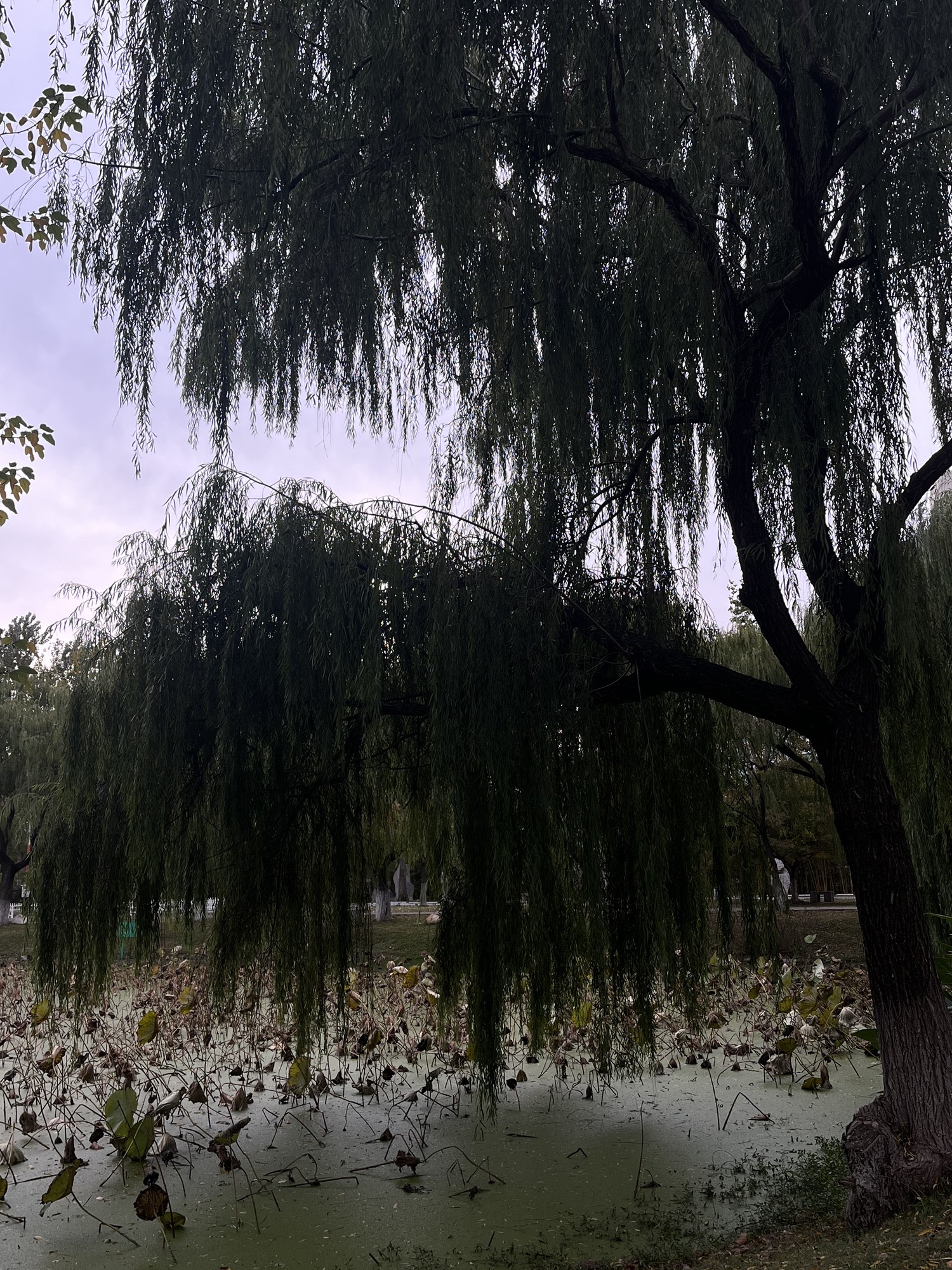 苍梧绿园旅行图片 1