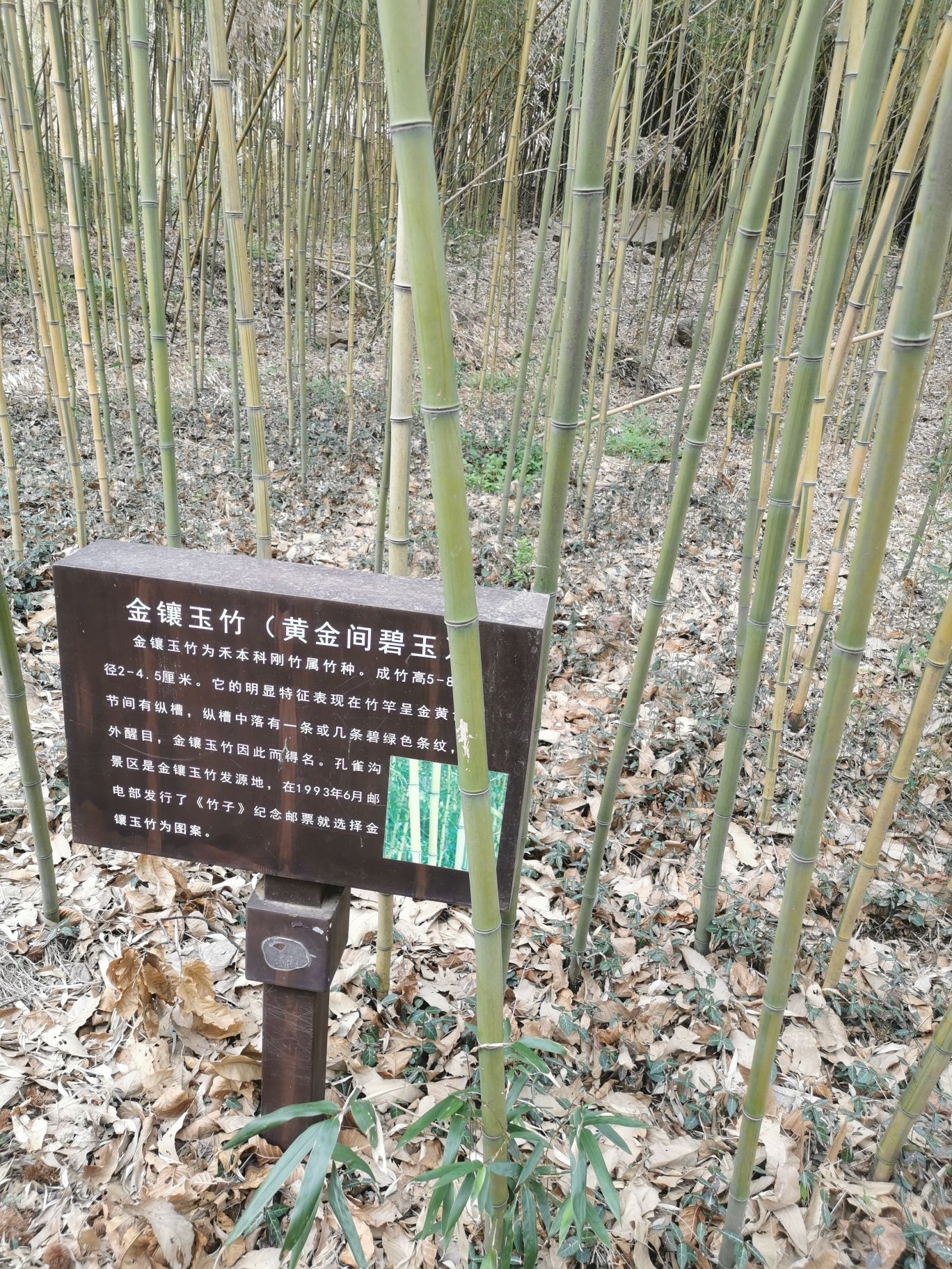 孔雀沟旅行图片 3