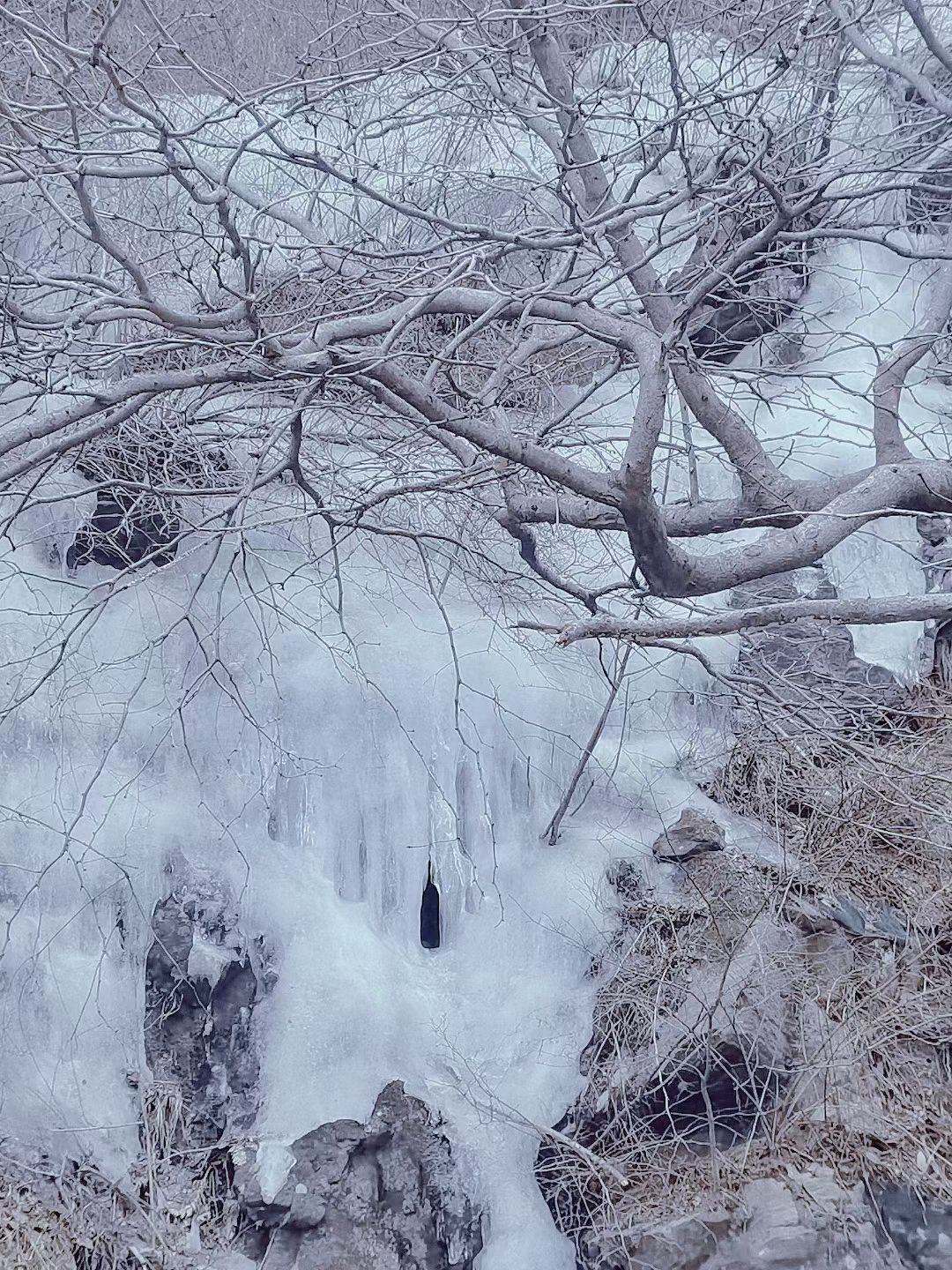 云台山森林自然保护区旅行图片 3