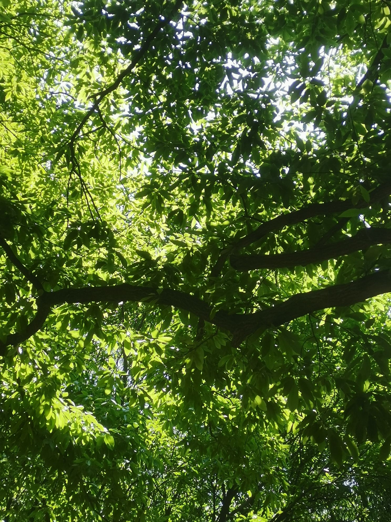 青松岭森林公园旅行图片 2