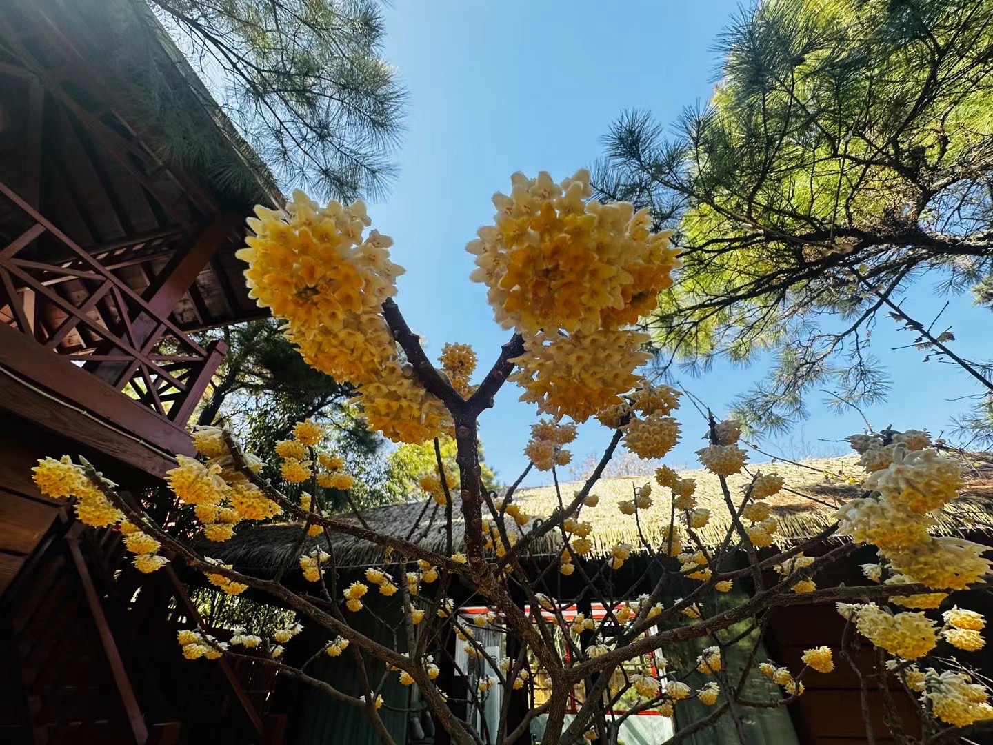 青松岭森林公园旅行图片 1