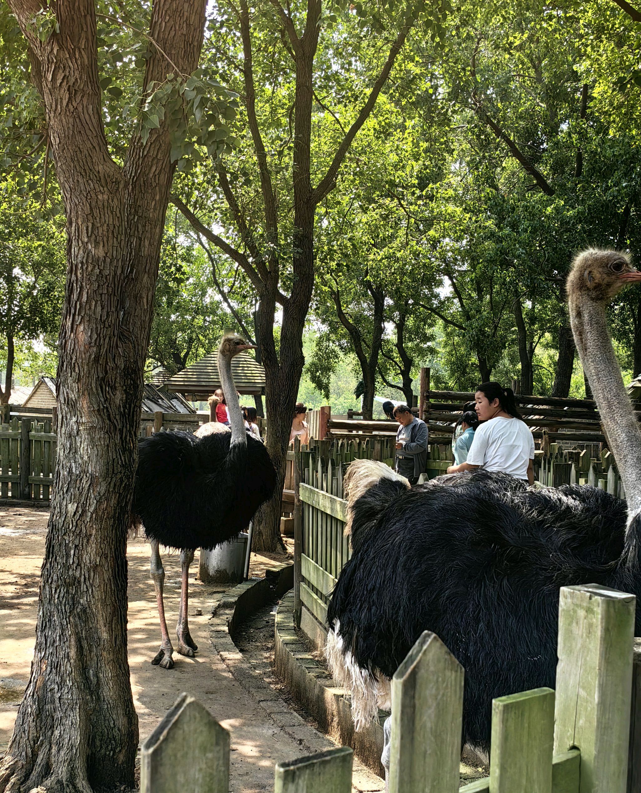 青松岭森林公园旅行图片 3