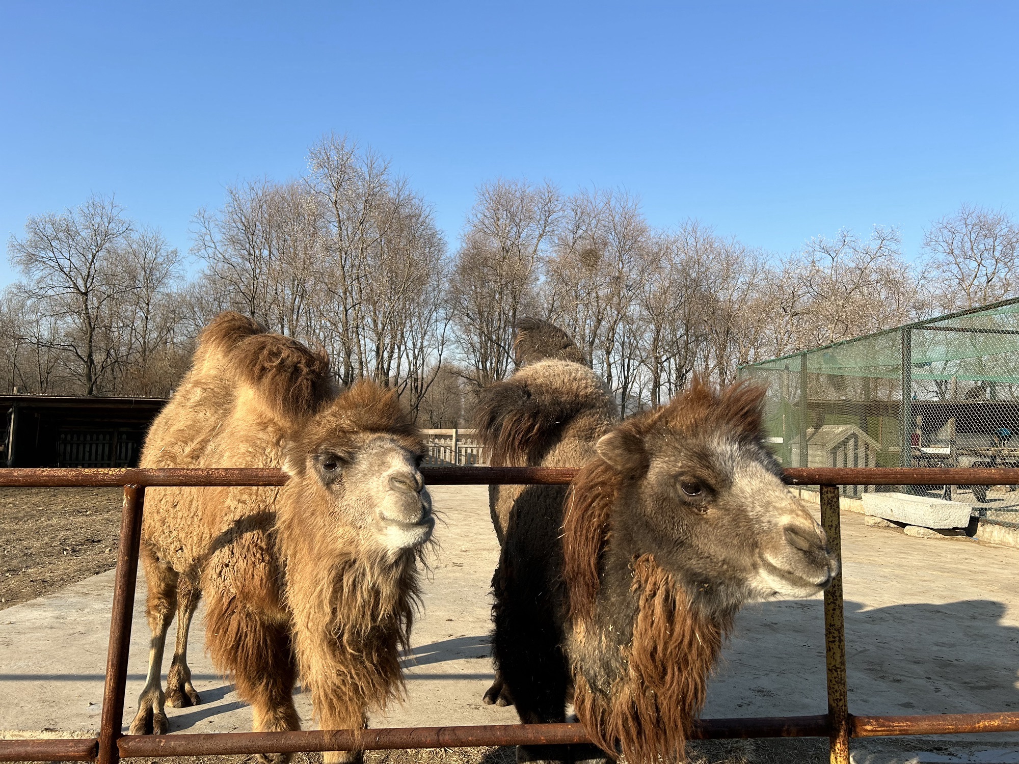 青松岭森林公园旅行图片 3