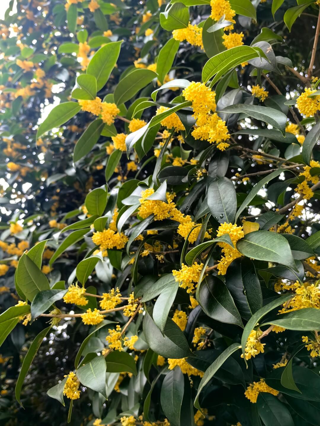 青枫公园旅行图片 2