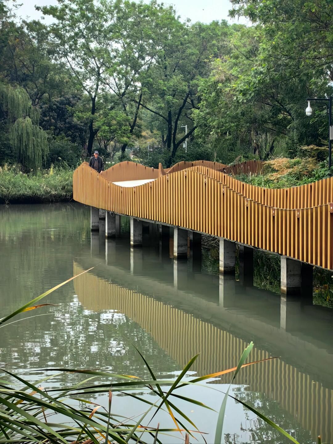 青枫公园旅行图片 3