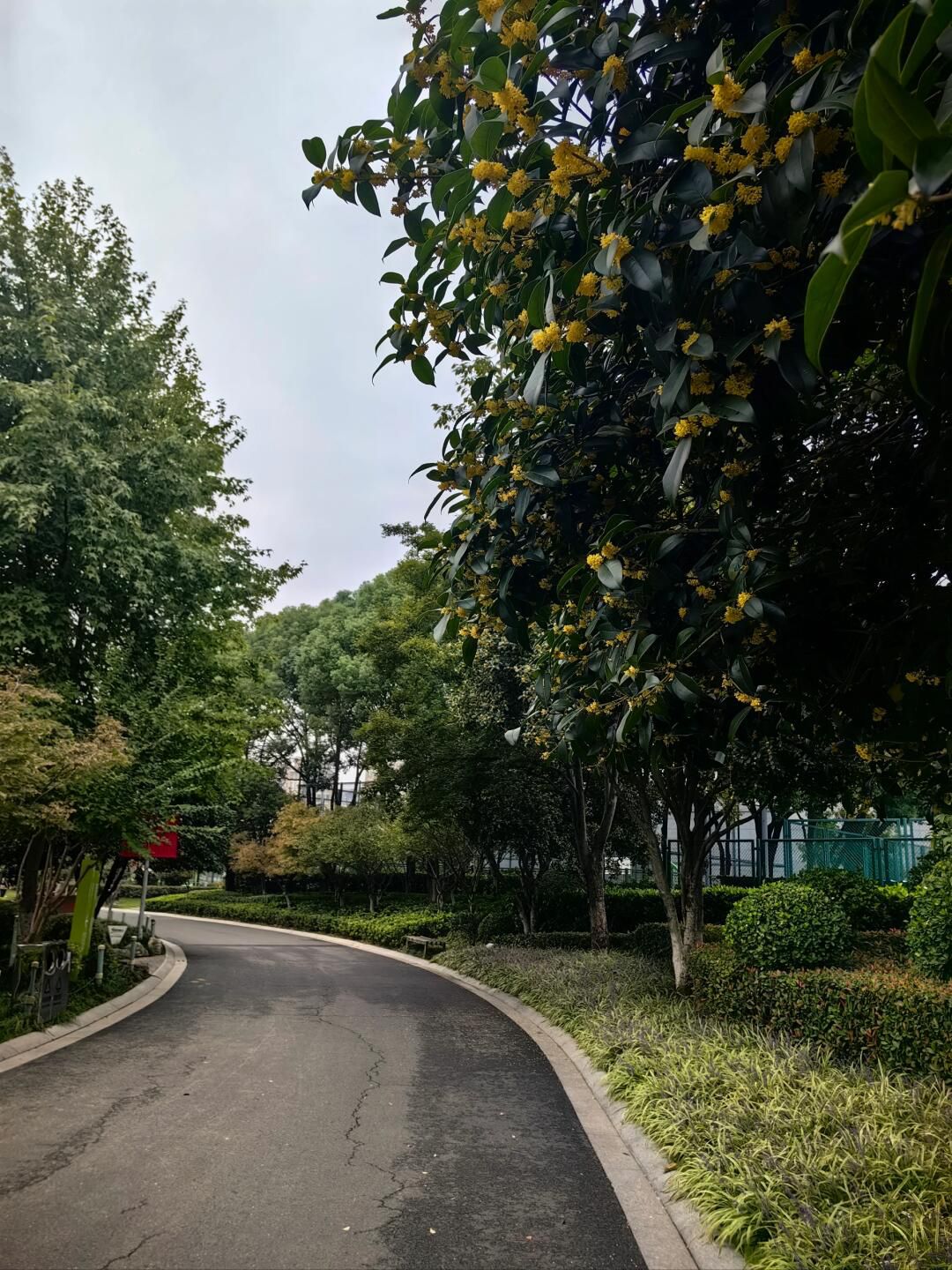 青枫公园旅行图片 3