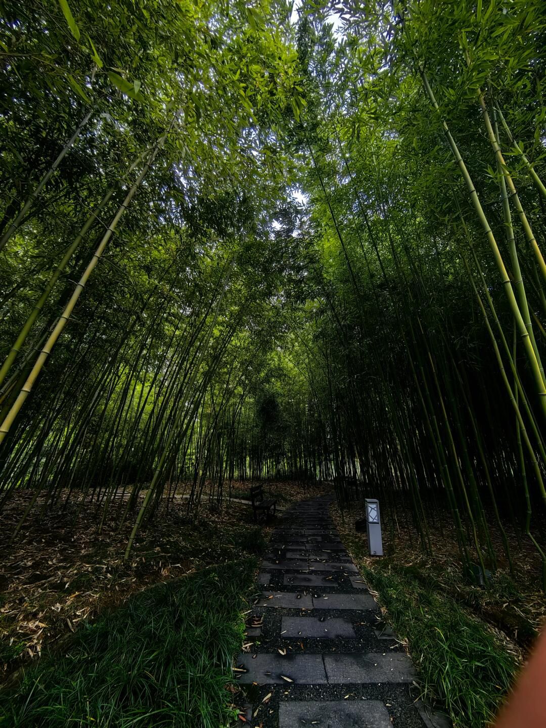 青枫公园旅行图片 3
