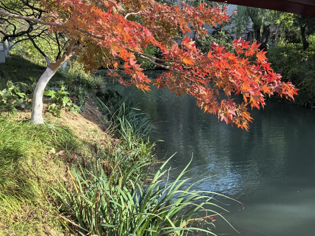 青枫公园旅行图片 1