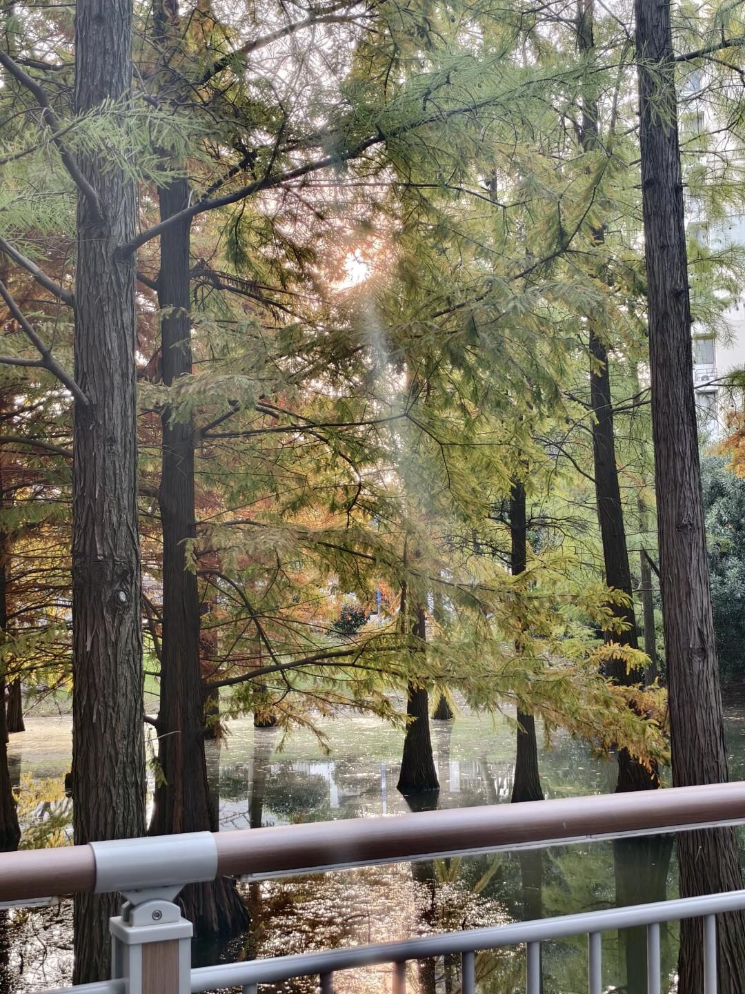翠竹公园旅行图片 1