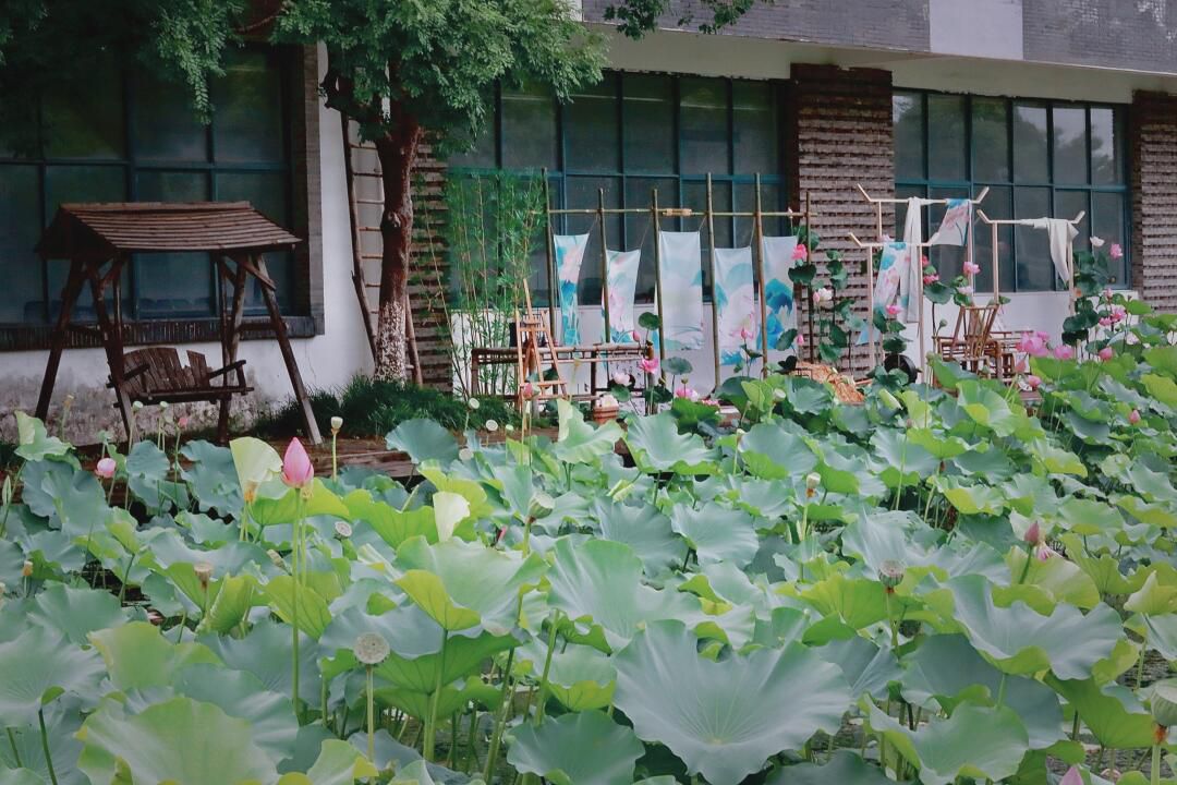荷园旅行图片 3