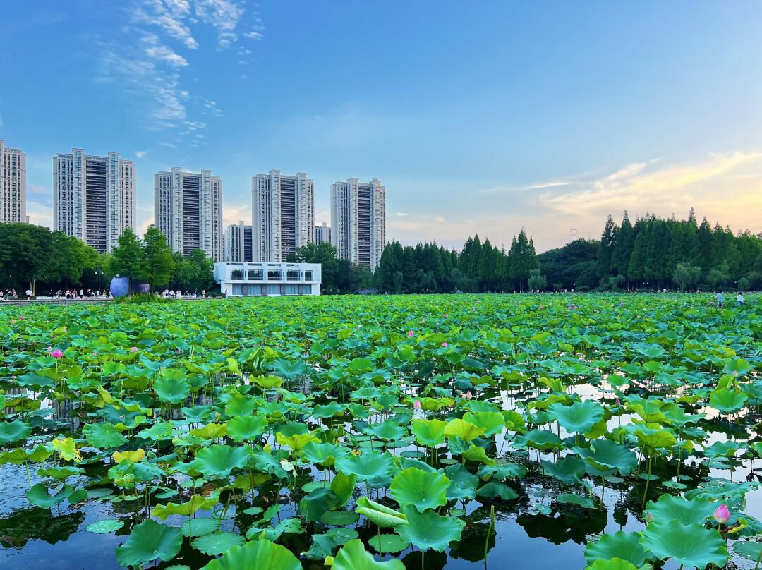 荷园旅行图片 1