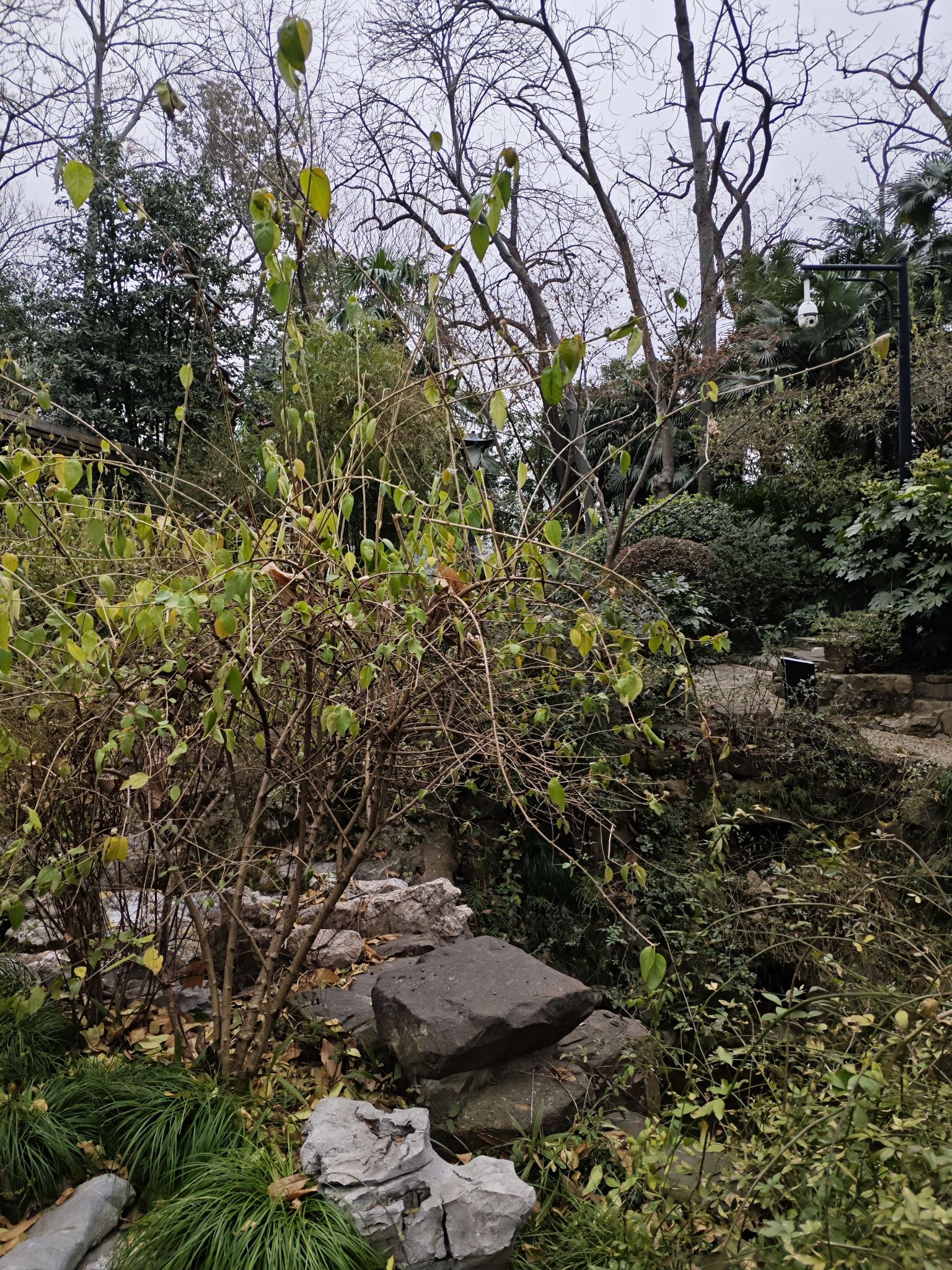 东坡园旅行图片 1