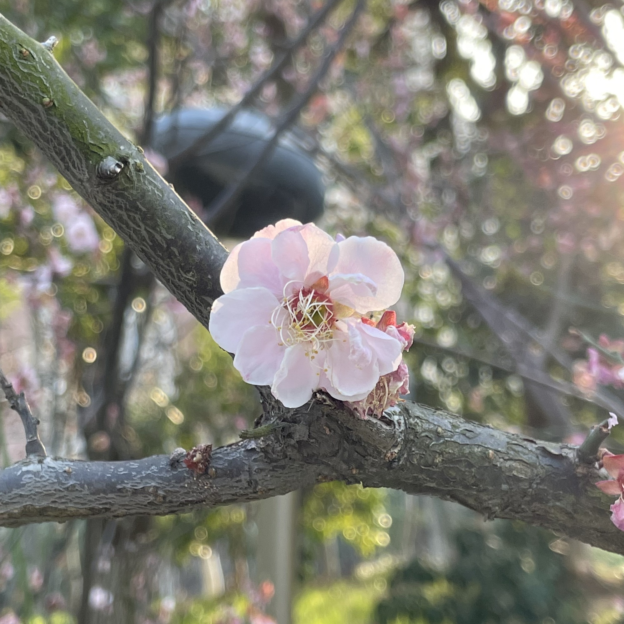 新北中心公园旅行图片 2