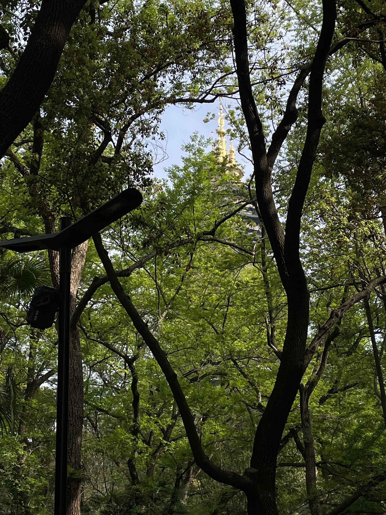 红梅公园旅行图片 3