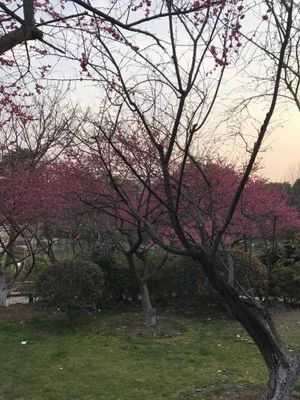 红梅公园旅行图片 2