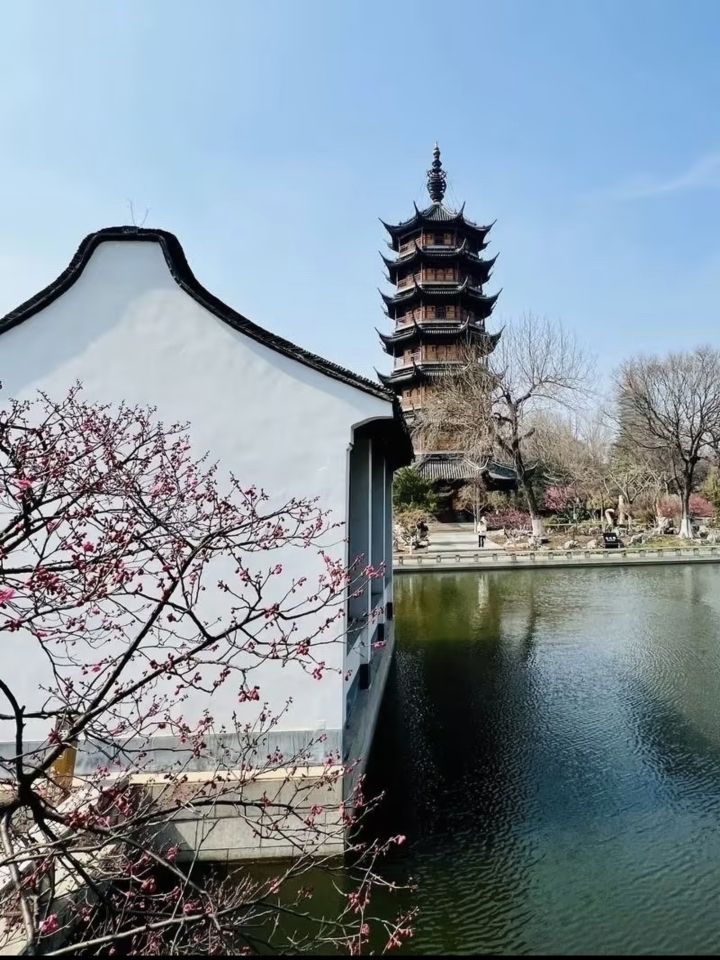 红梅公园旅行图片 1