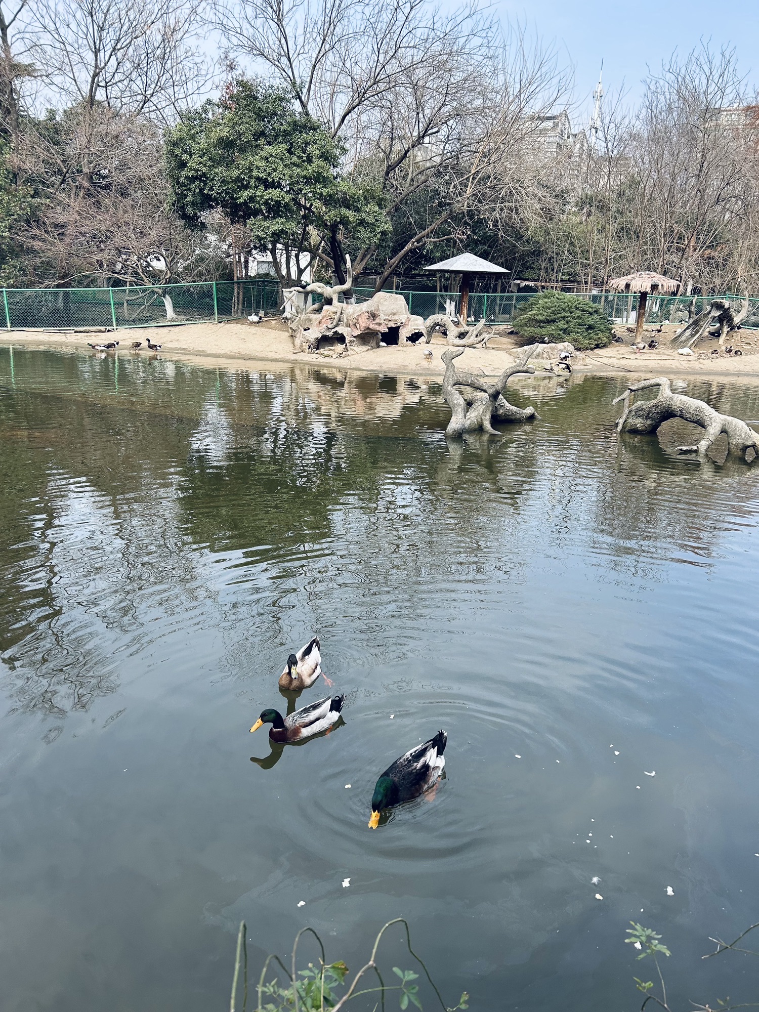 红梅公园旅行图片 1