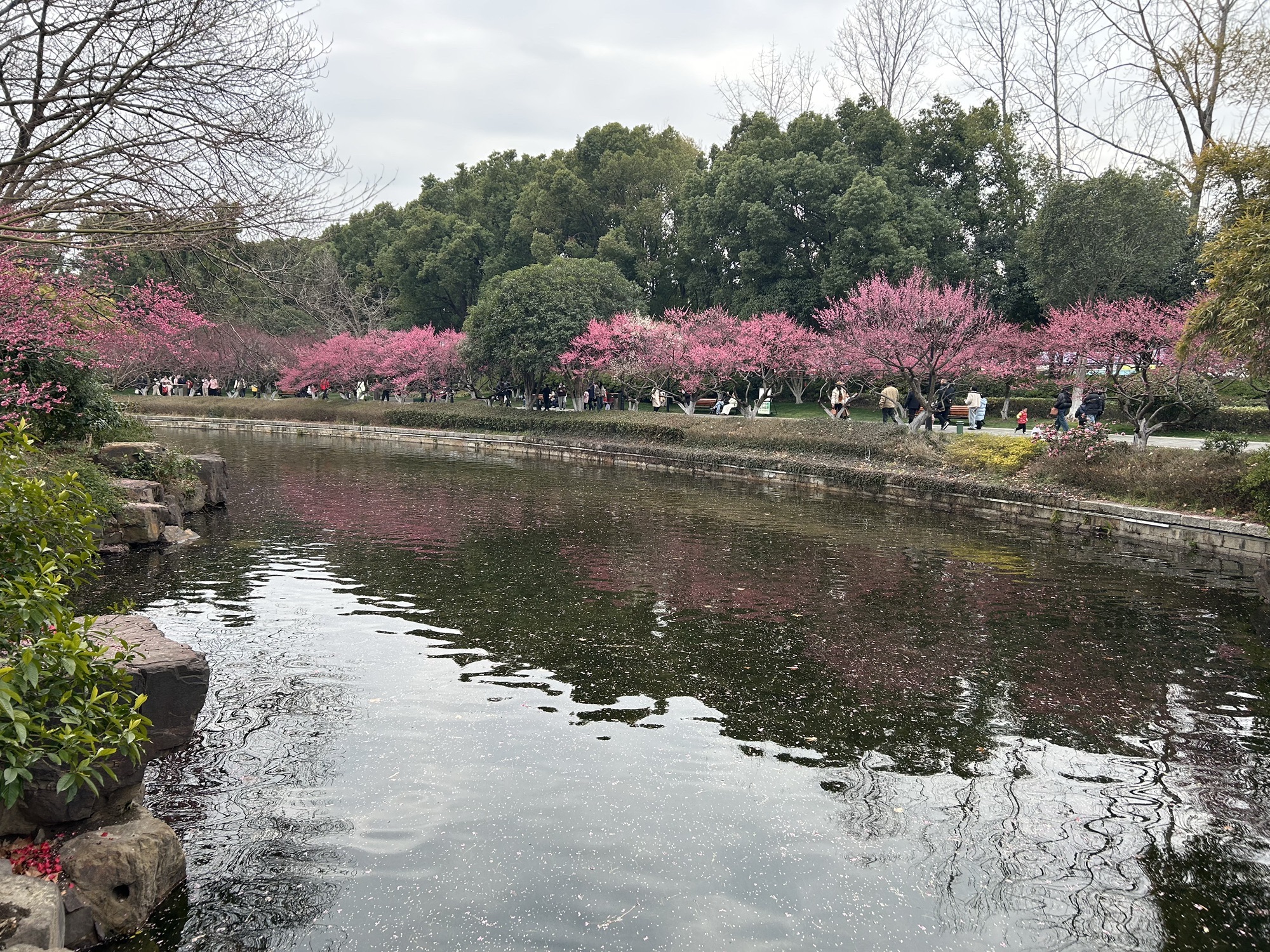 红梅公园旅行图片 3