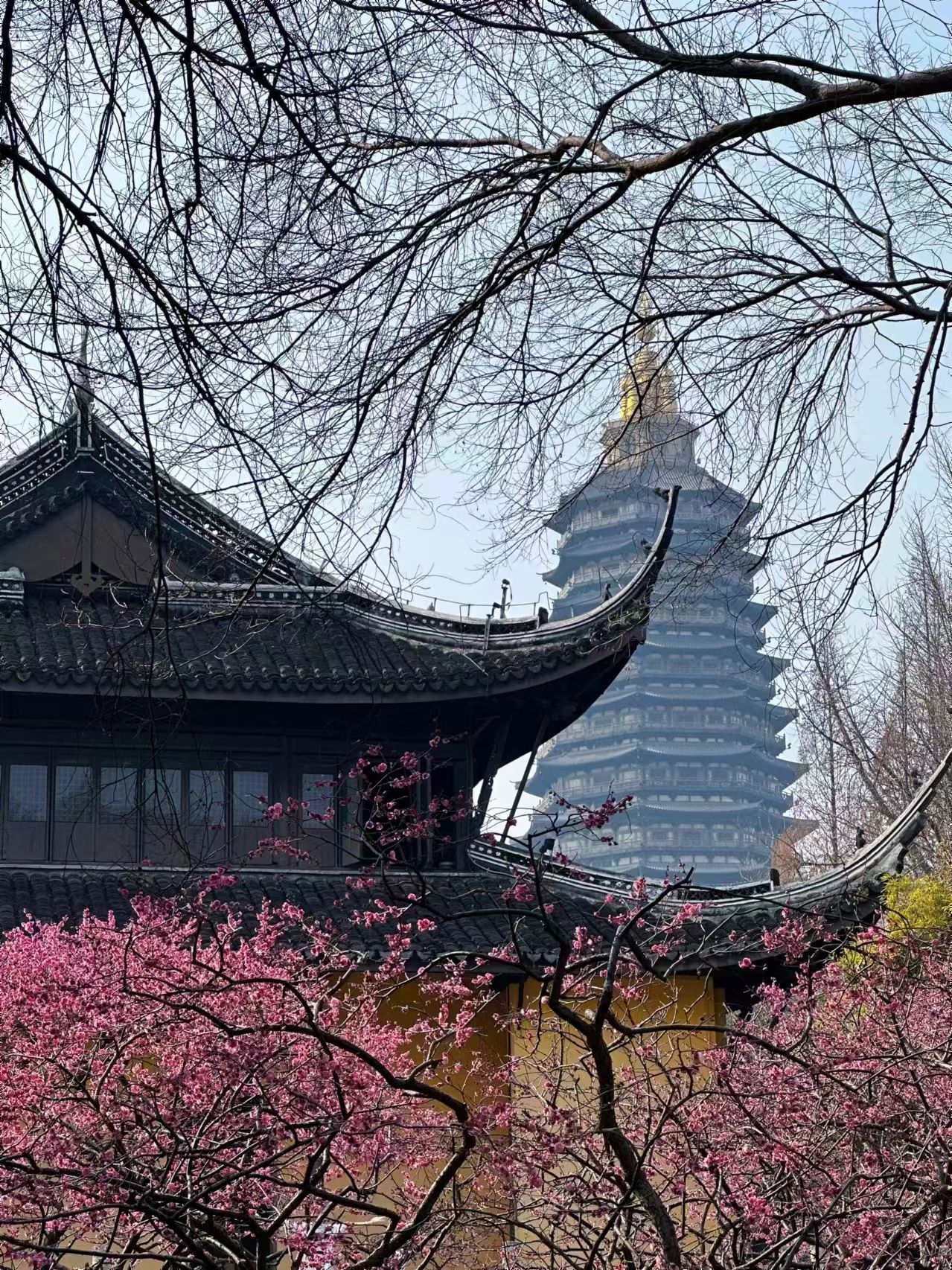 红梅公园旅行图片 3