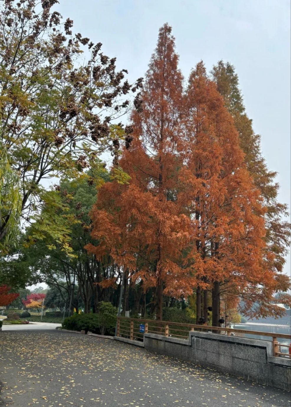 武进新天地公园旅行图片 3