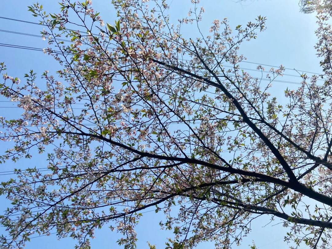 西林公园旅行图片 3