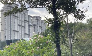蔷薇园体育公园旅行图片 3