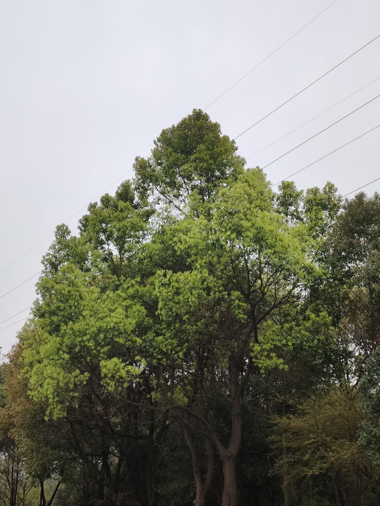 蔷薇园体育公园旅行图片 2