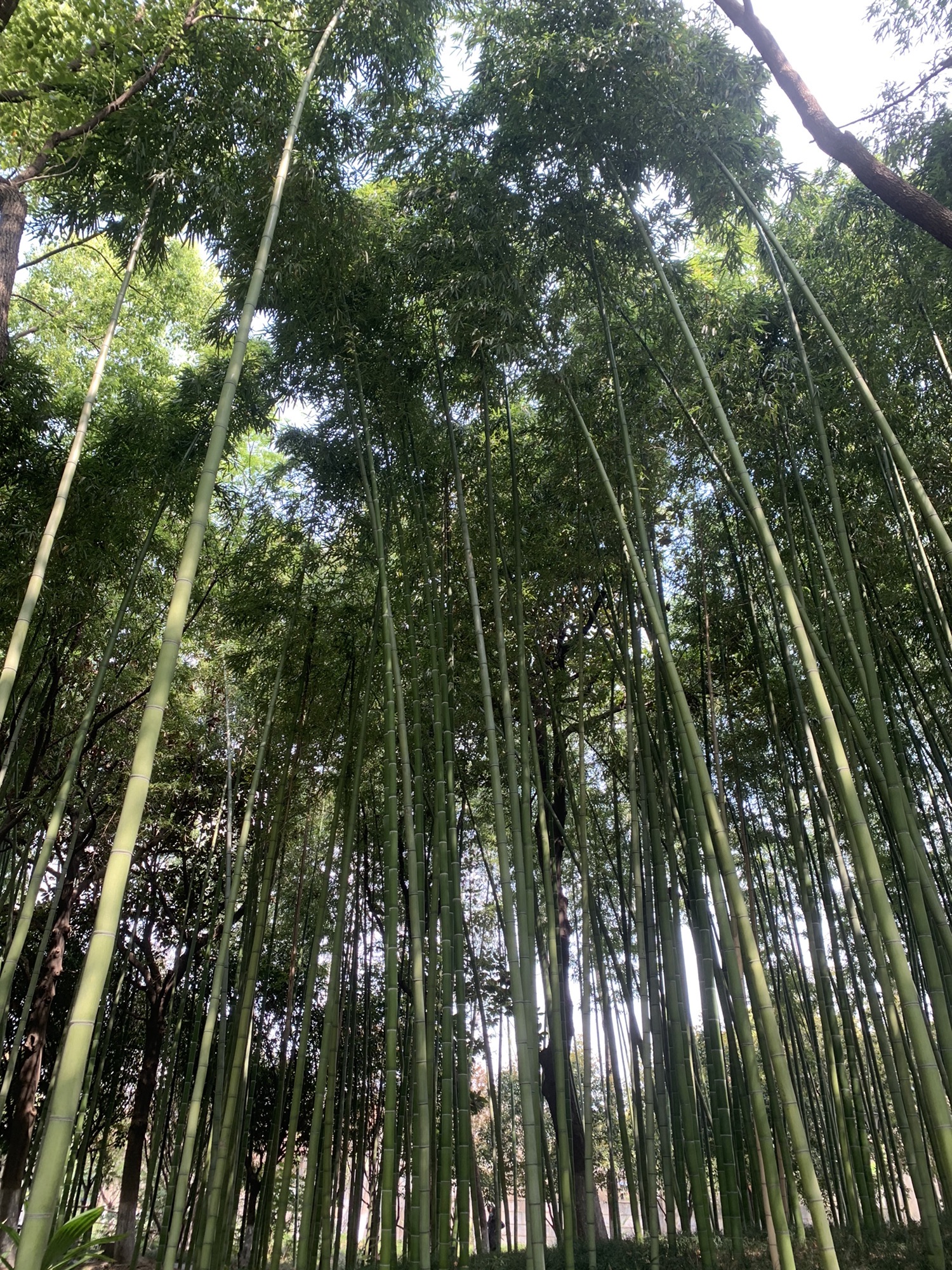 蔷薇园体育公园旅行图片 1