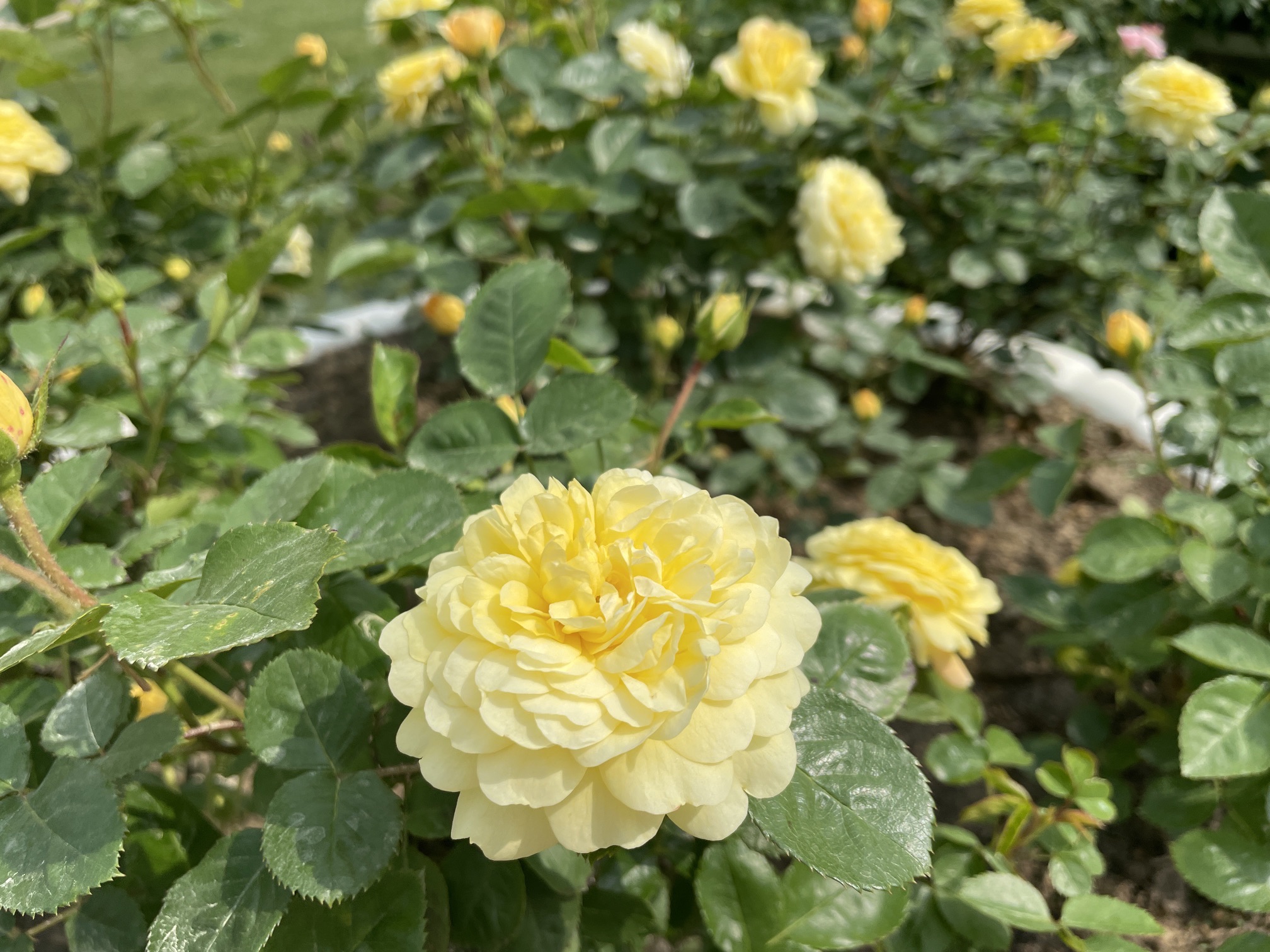 紫荆公园旅行图片 1