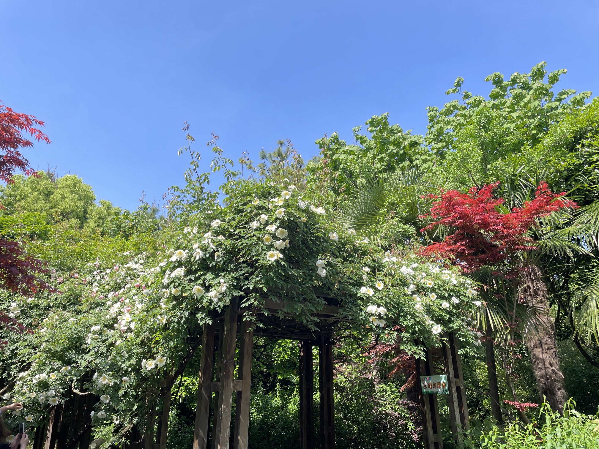紫荆公园旅行图片 2