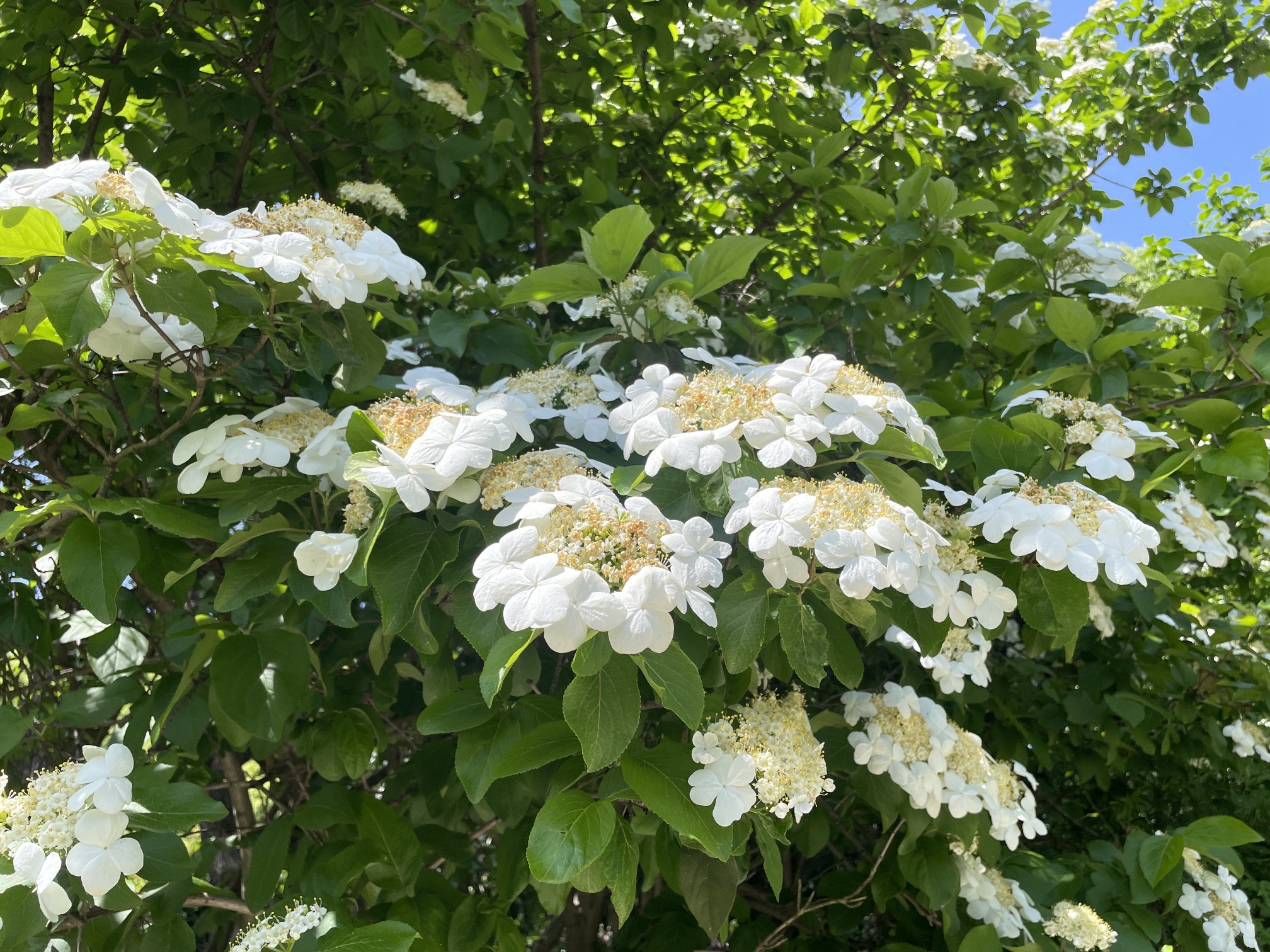 紫荆公园旅行图片 3