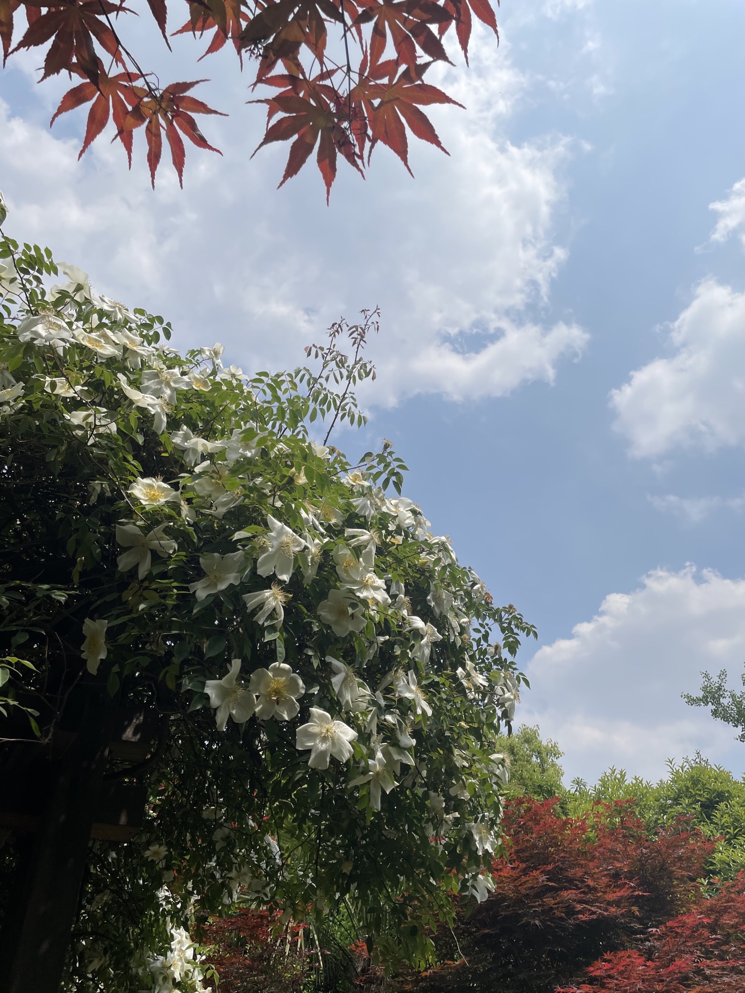 紫荆公园旅行图片 2