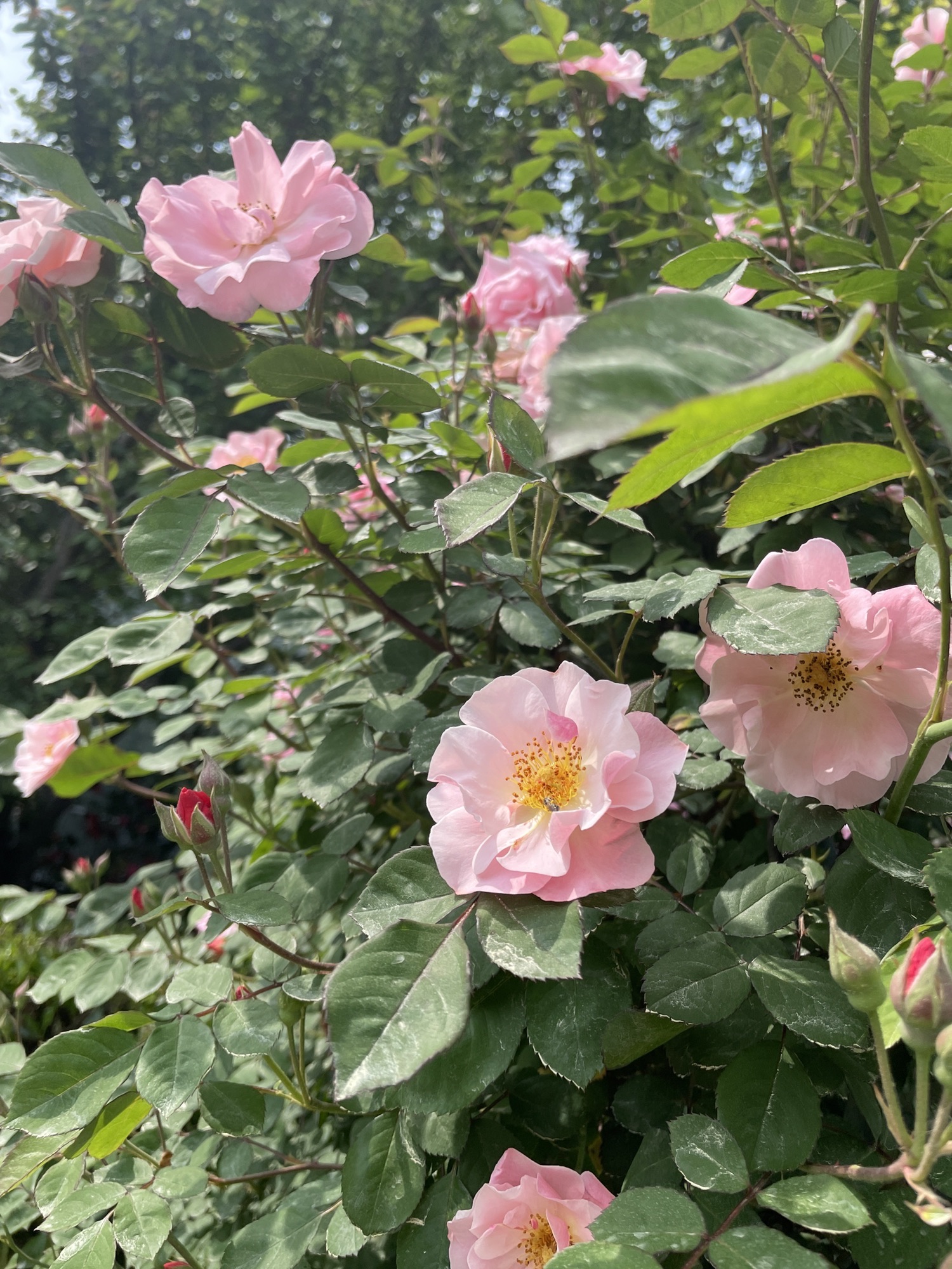紫荆公园旅行图片 3