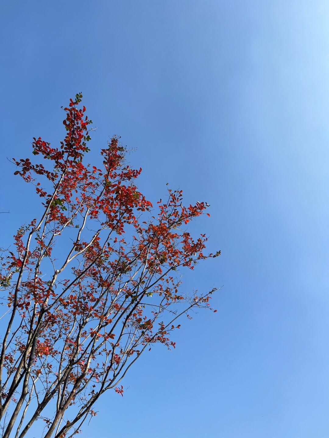 紫荆公园旅行图片 2