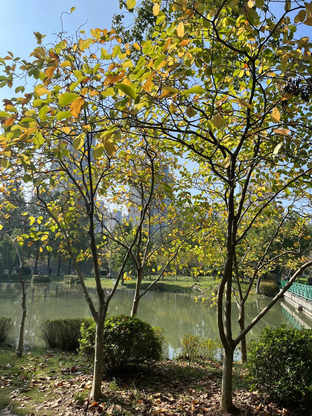 紫荆公园旅行图片 3