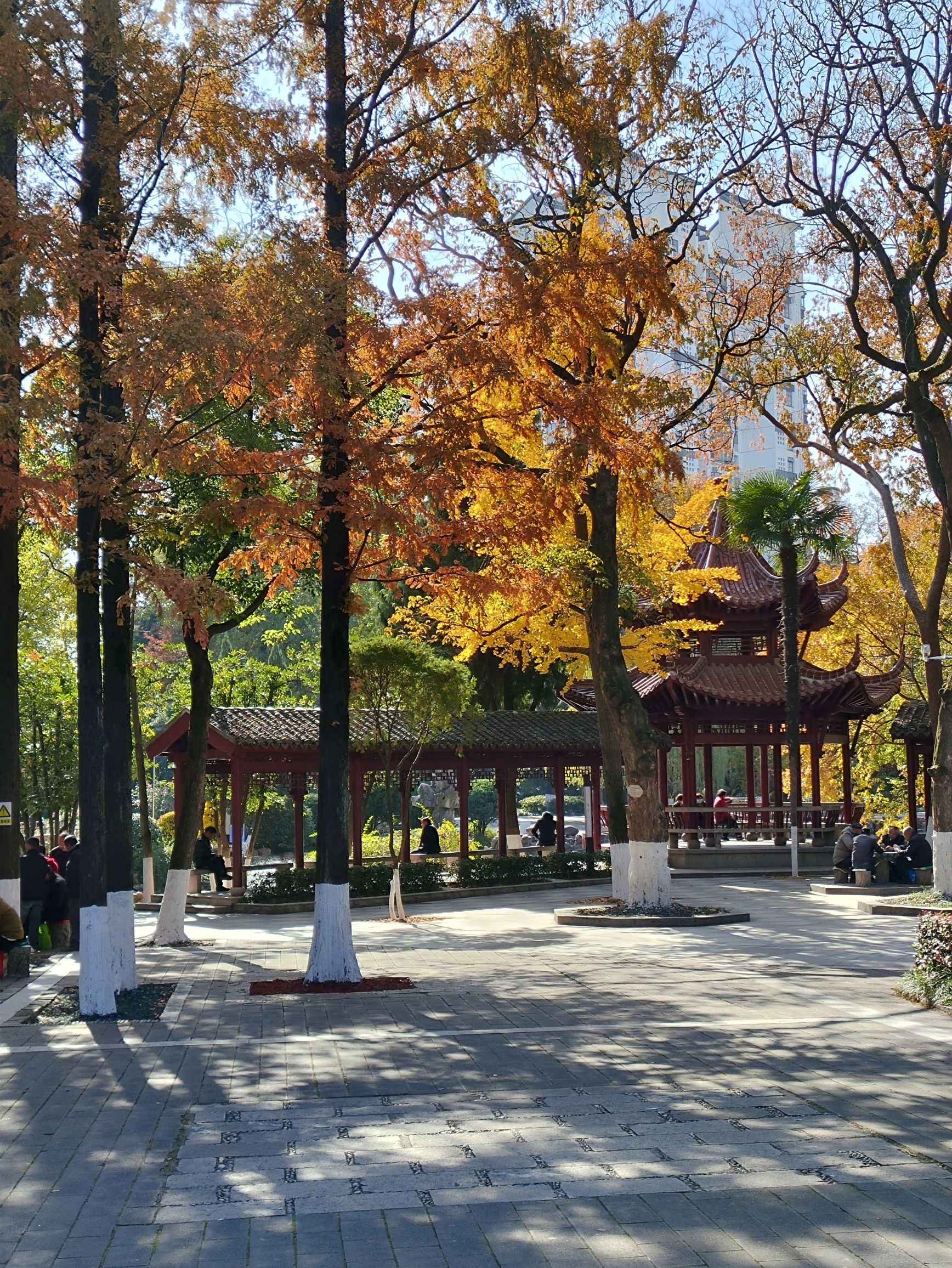 华罗庚公园旅行图片 2