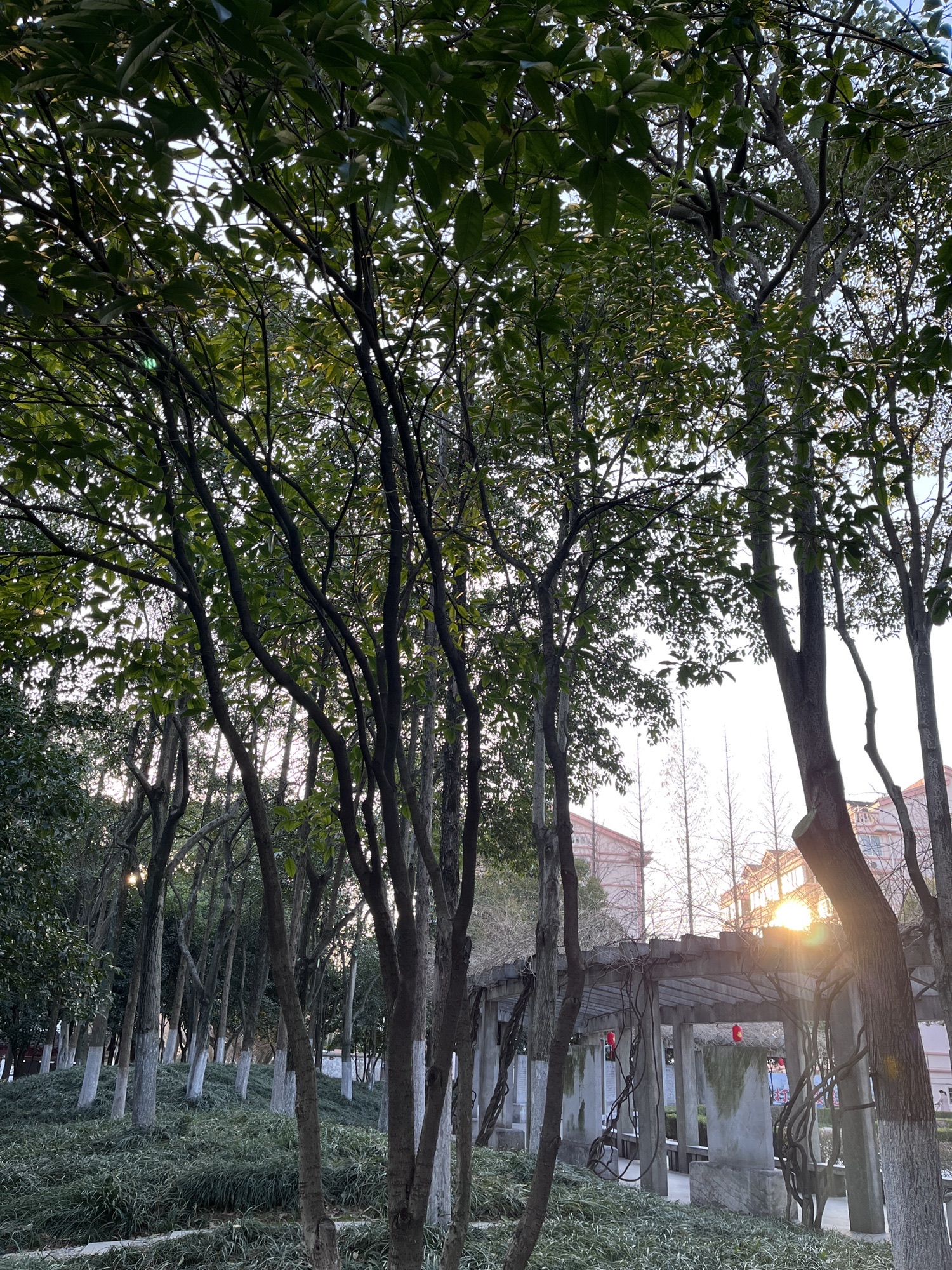 华罗庚公园旅行图片 3