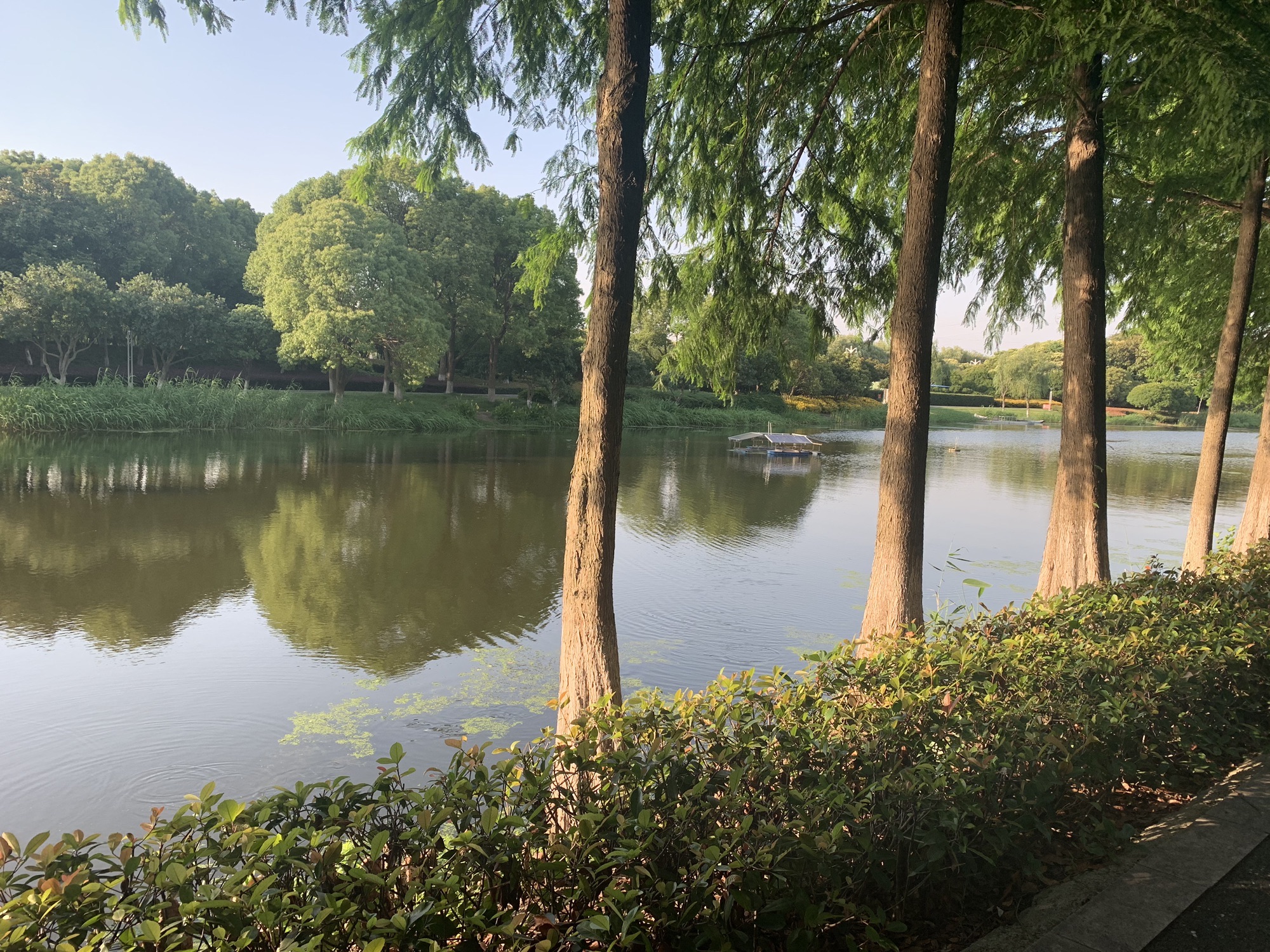 南洲湿地公园旅行图片 2