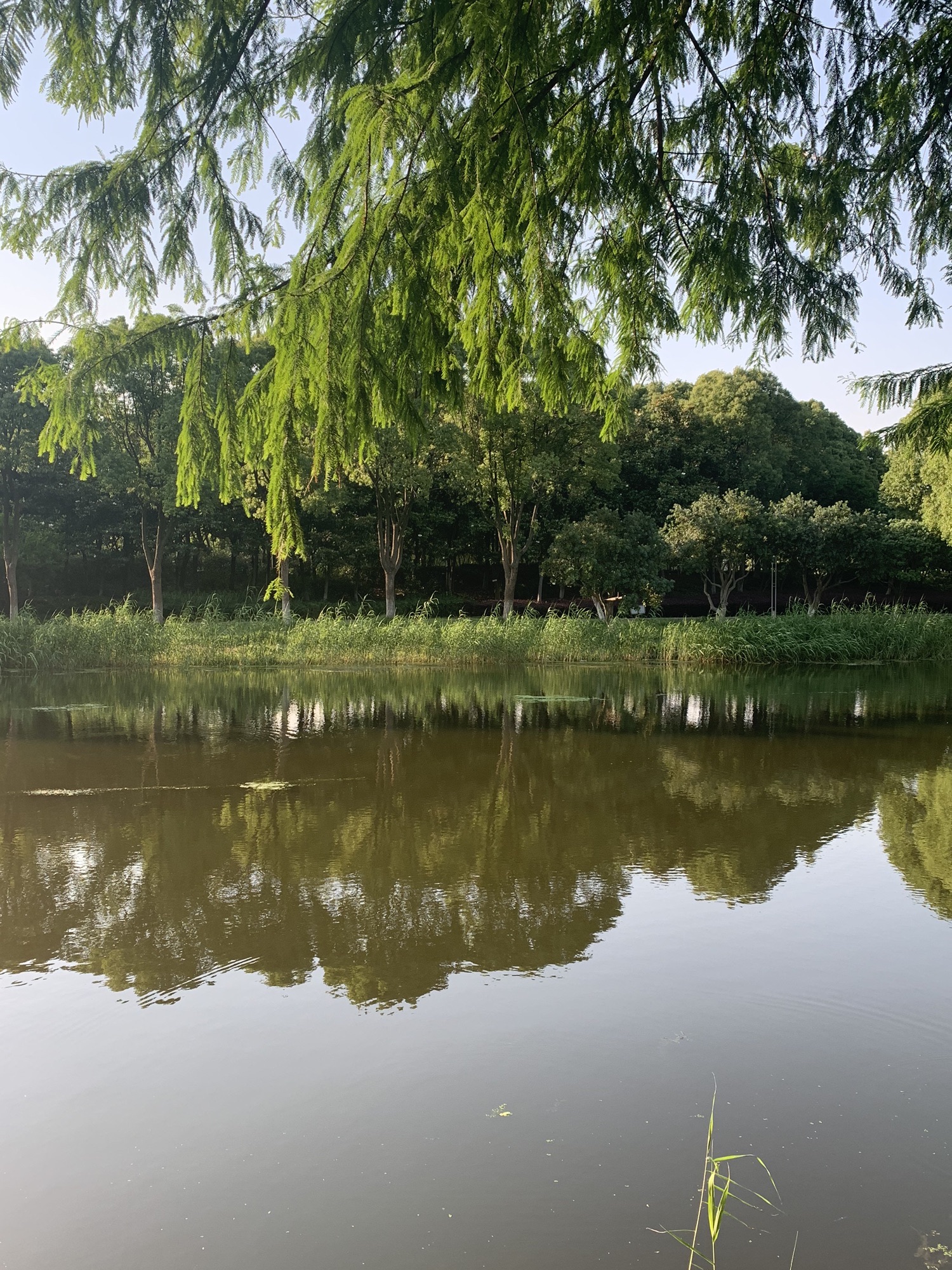 南洲湿地公园旅行图片 3