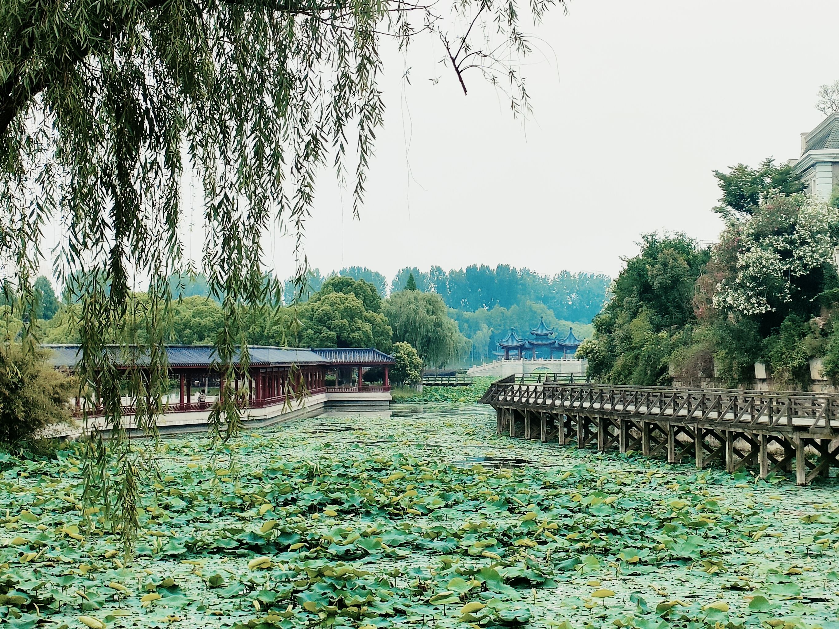 南洲湿地公园旅行图片 1