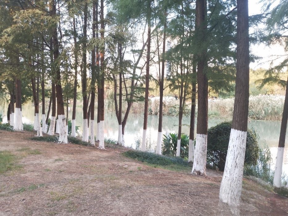 天琴湖公园旅行图片 1