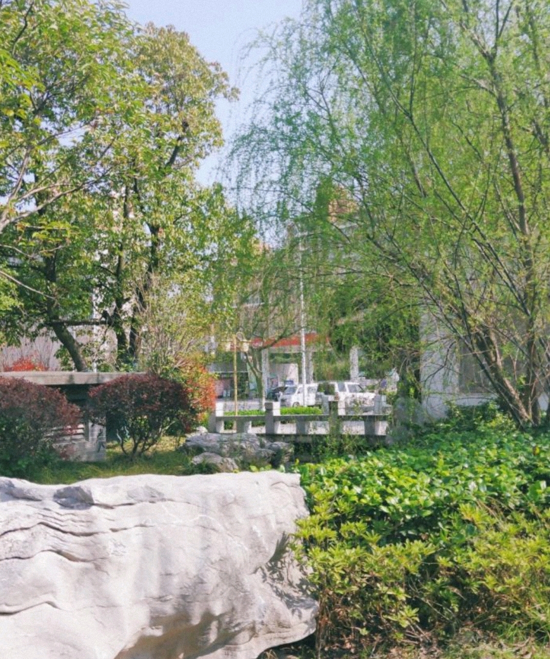 泰兴银杏公园旅行图片 3
