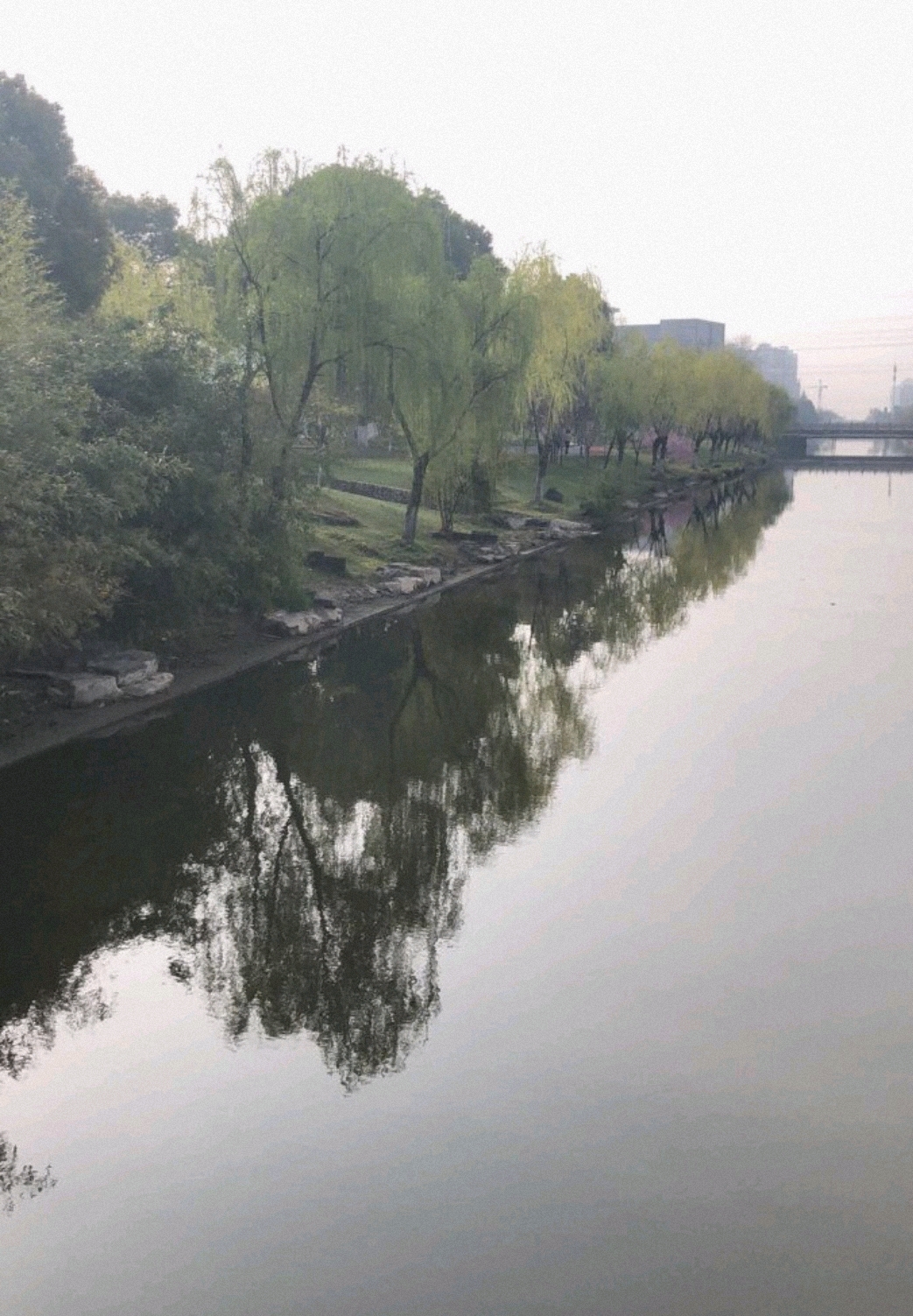 泰兴银杏公园旅行图片 2