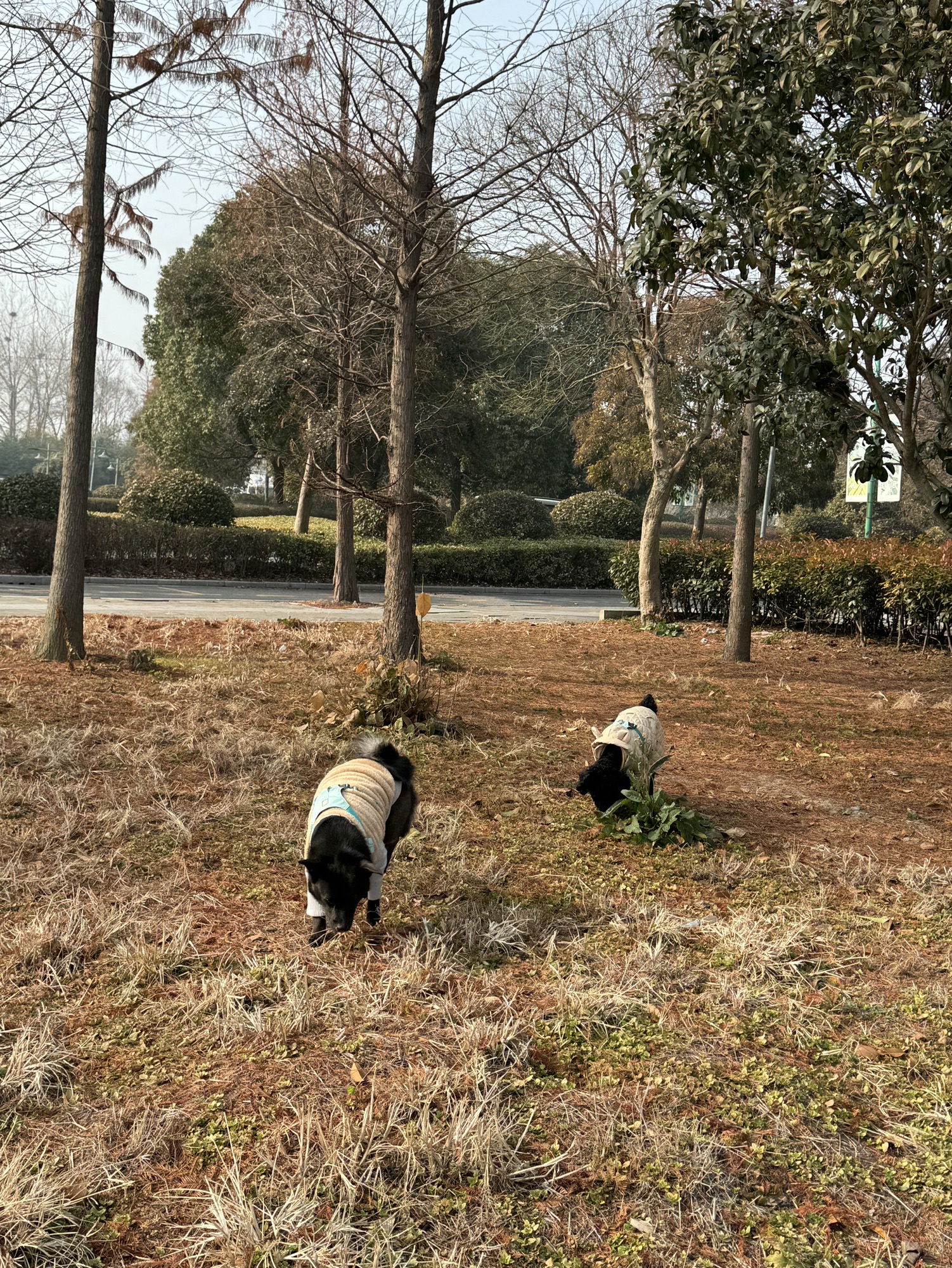 乌巾荡公园旅行图片 3
