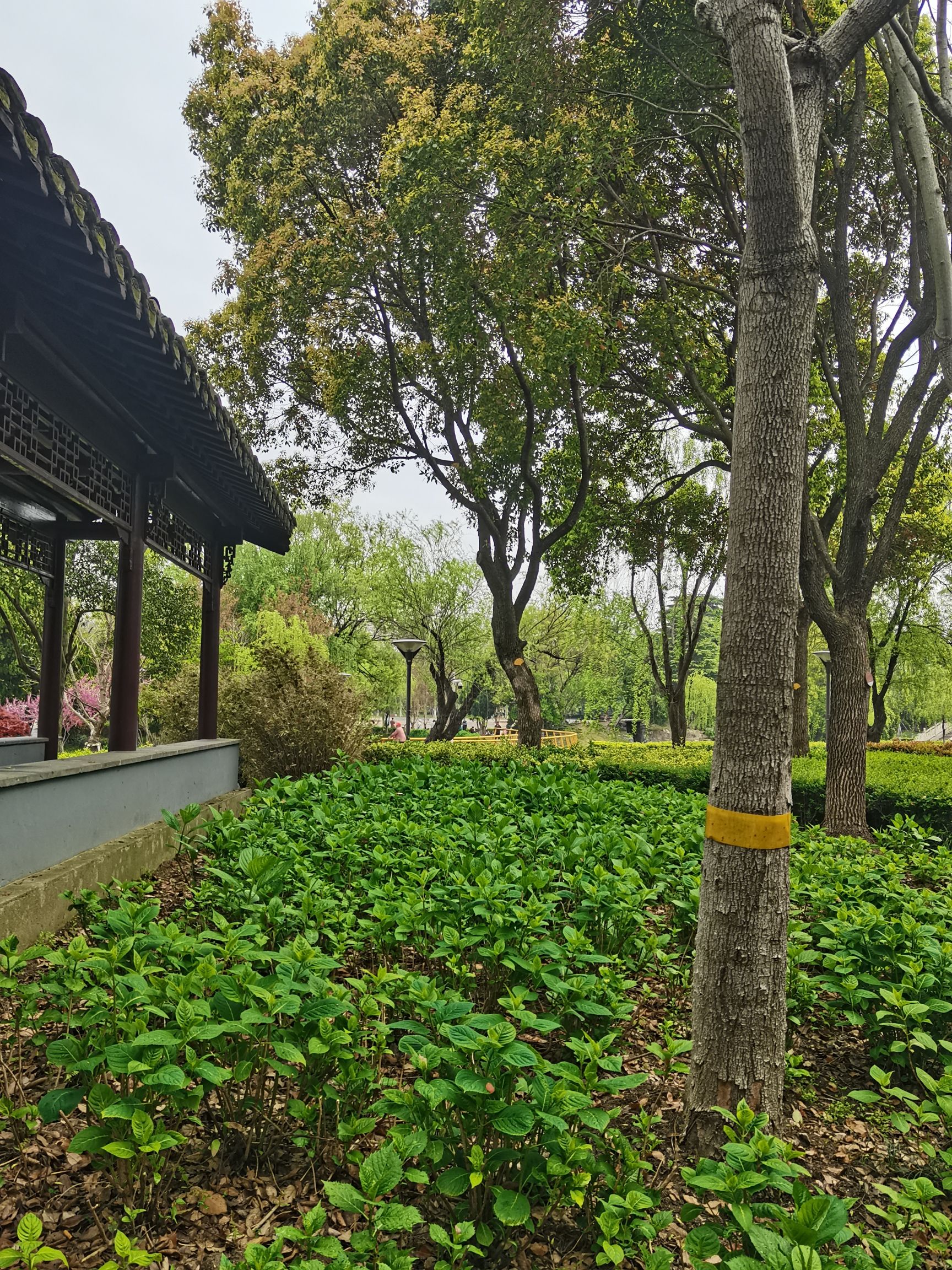 泰山公园旅行图片 1