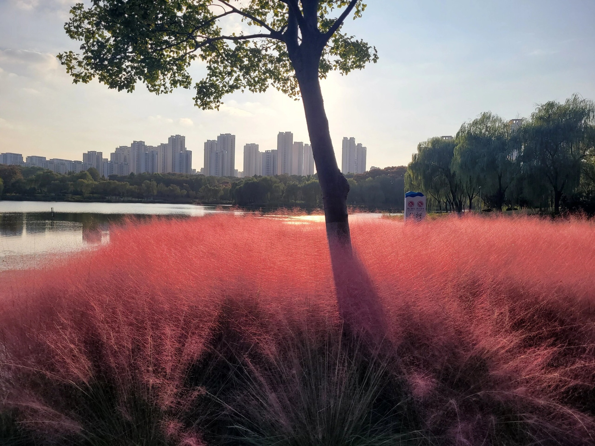 天德湖公园旅行图片 2