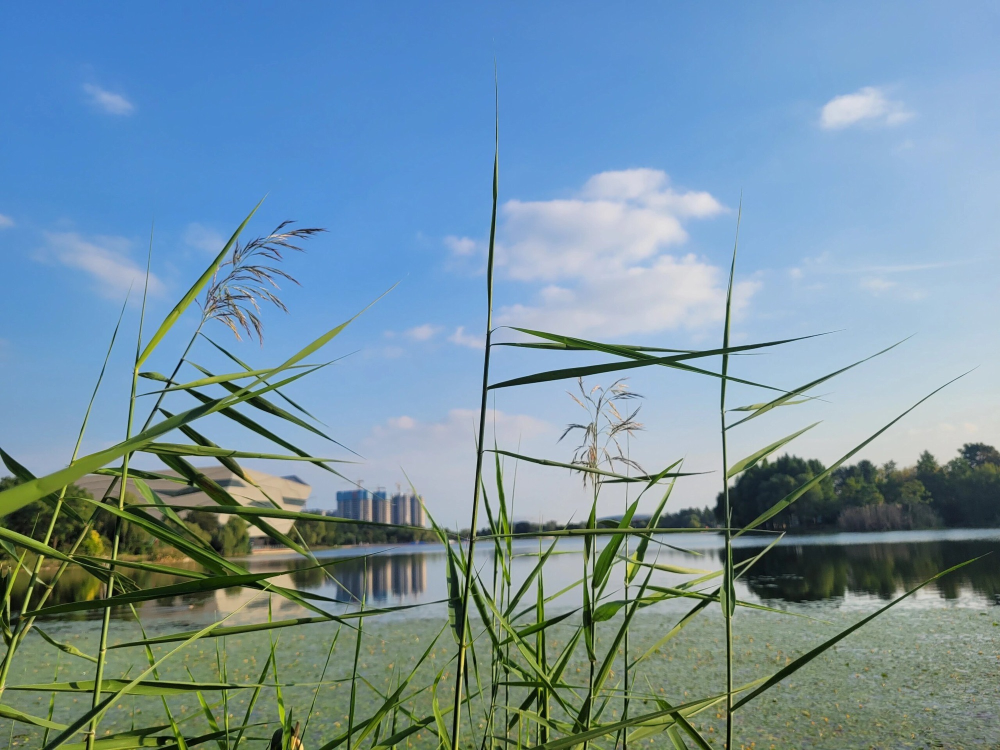 天德湖公园旅行图片 3