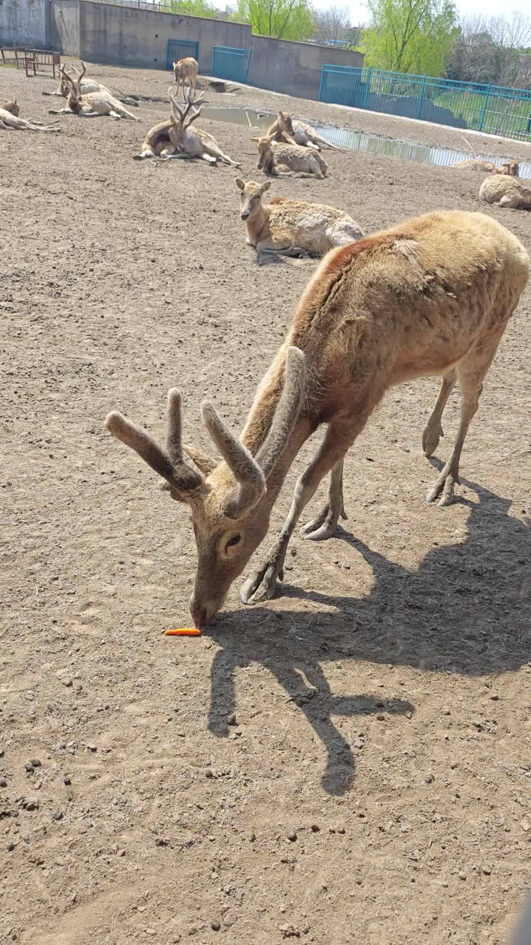 泰州动物园旅行图片 2