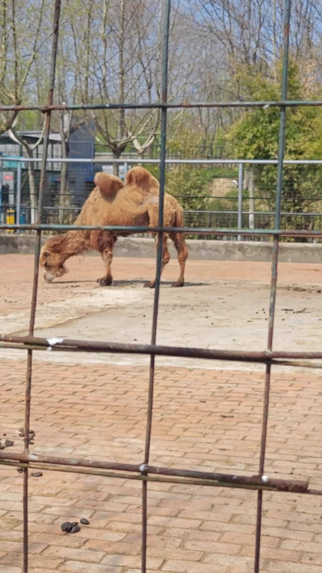泰州动物园旅行图片 1