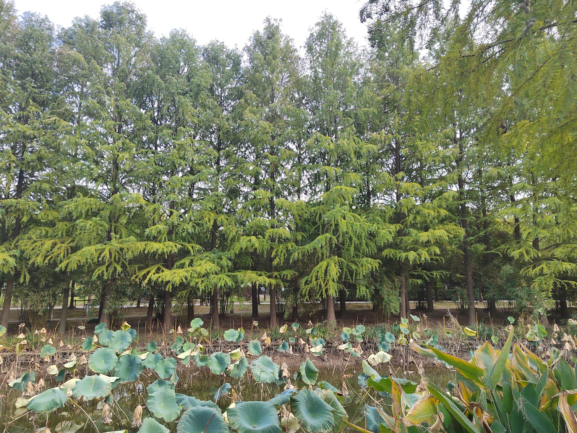 马洲公园旅行图片 2